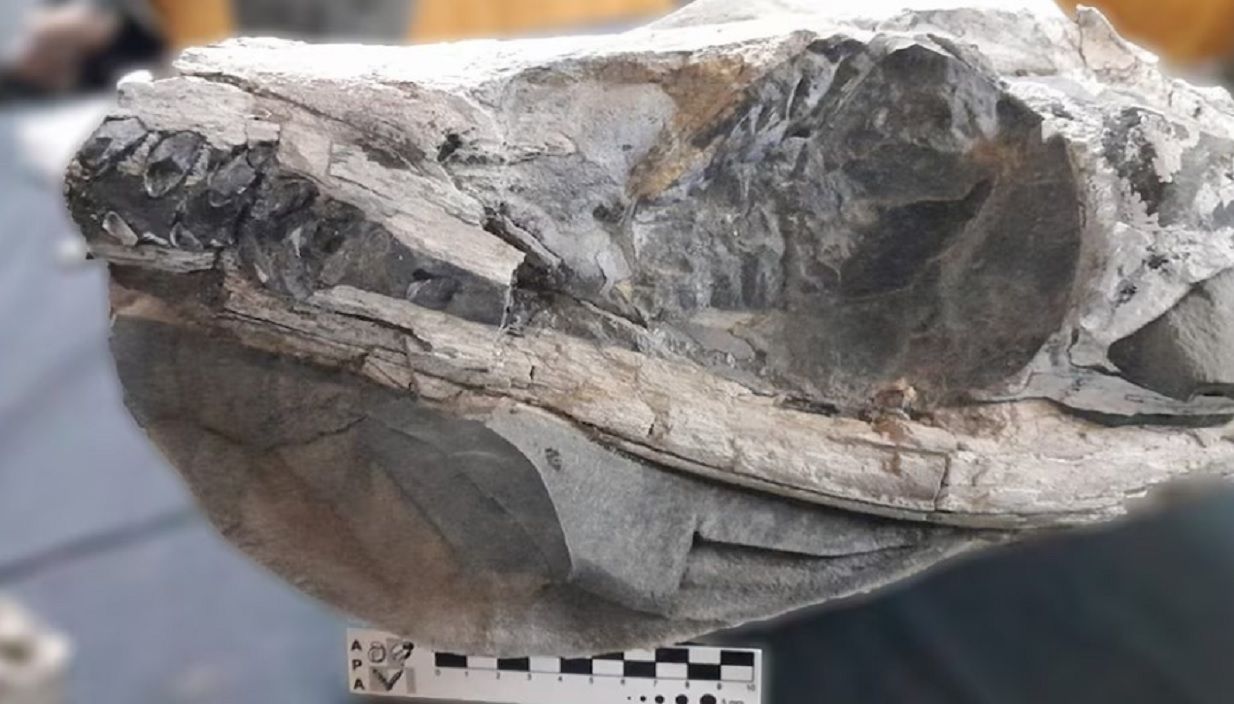 Sorprendente: encuentran el cráneo completo de un milenario cocodrilo marino en Neuquén