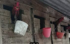 Rescatan a 30 aves de corral en una vivienda