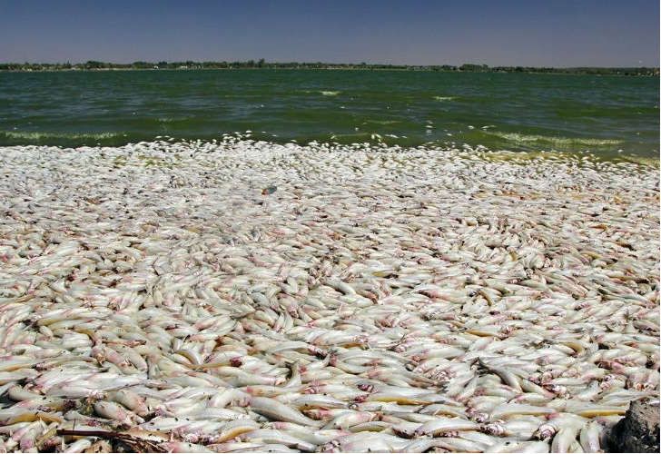 Aparecieron miles de peces muertos en La Pampa