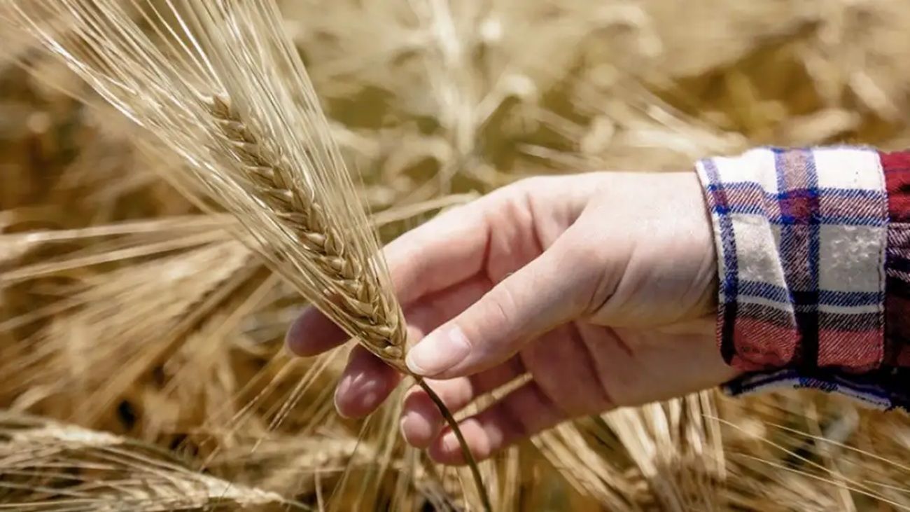 A pesar del clima a favor, proyectan una caída en la siembra de trigo por aumentos en insumos