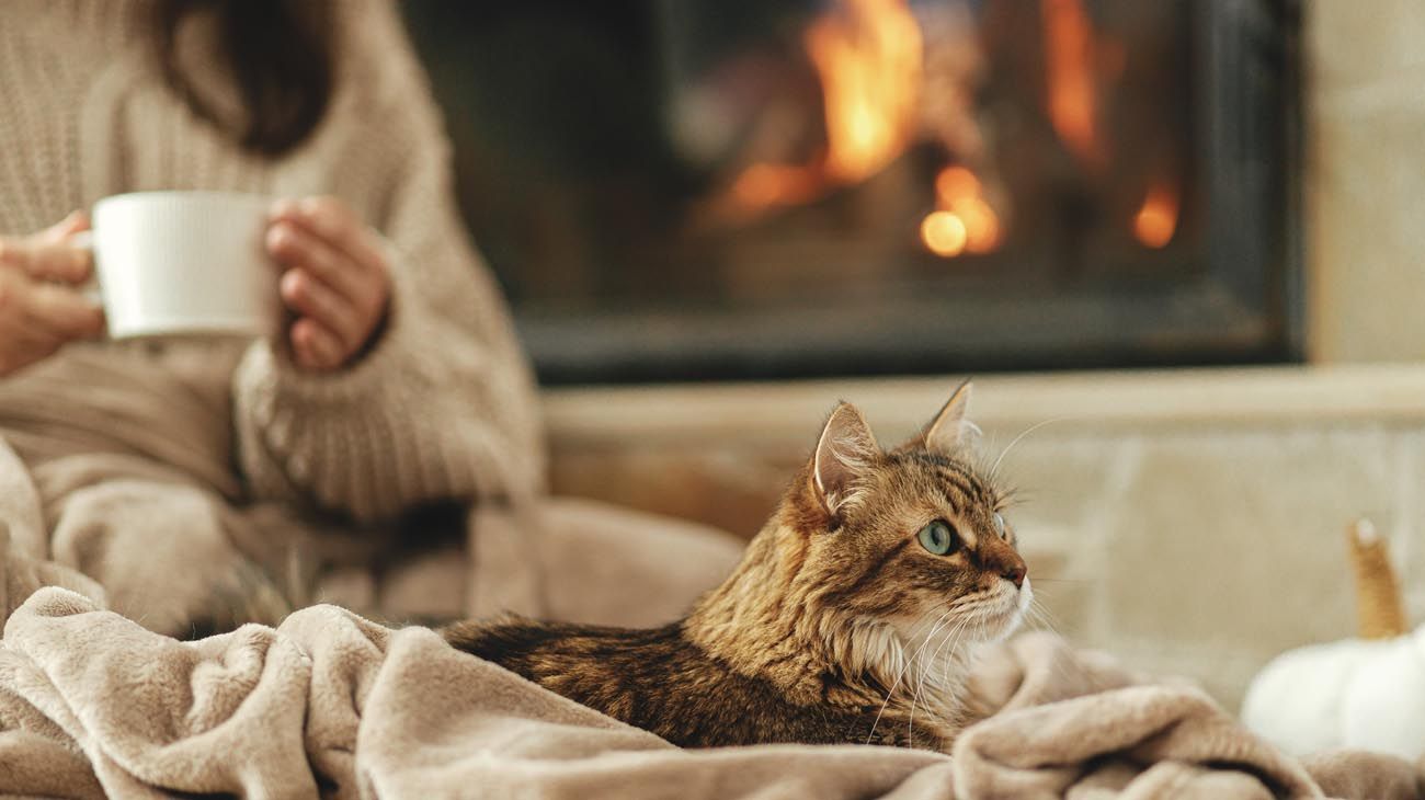 Aumentan los casos de gripe aviar en gatos que pueden ser letales
