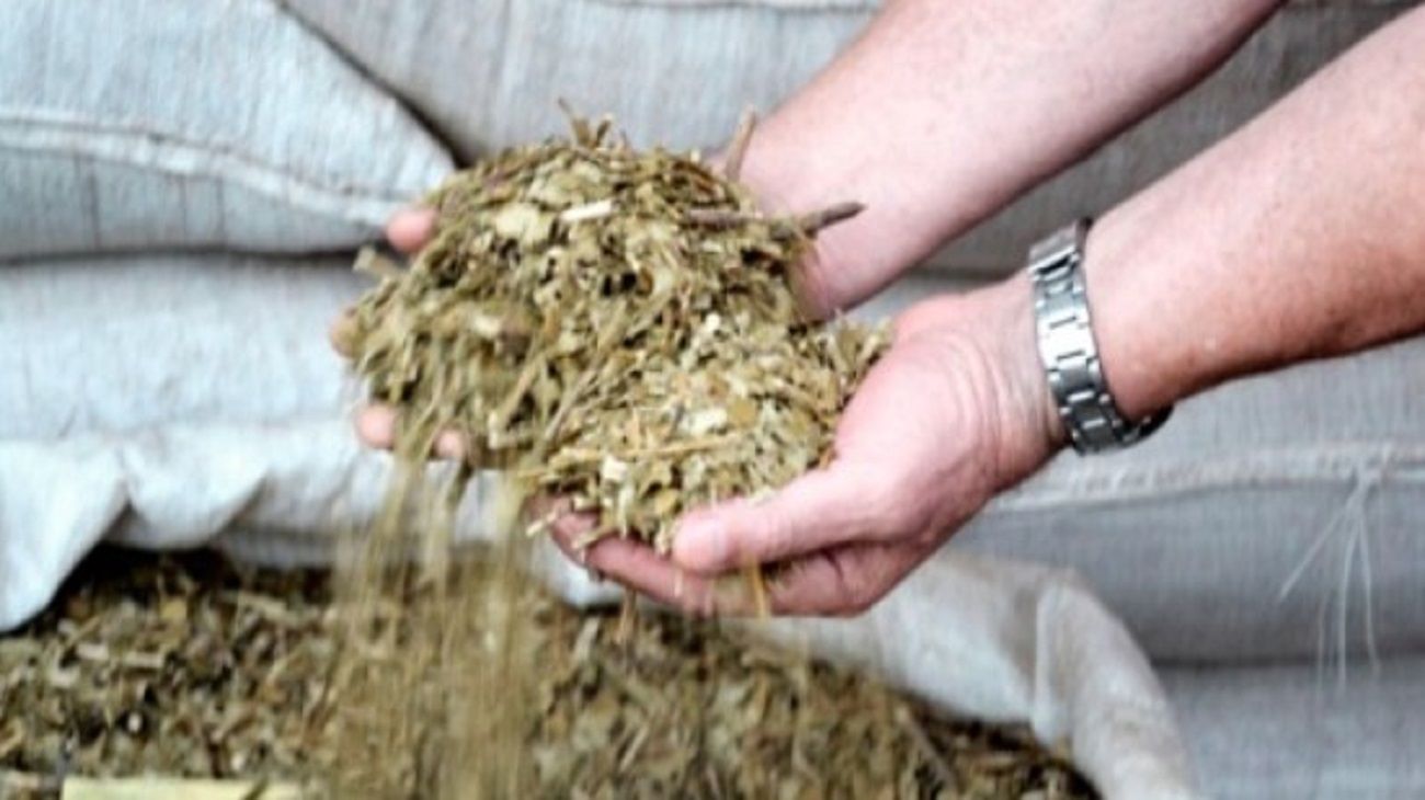 El precio de la yerba mate podría aumentar 100%
