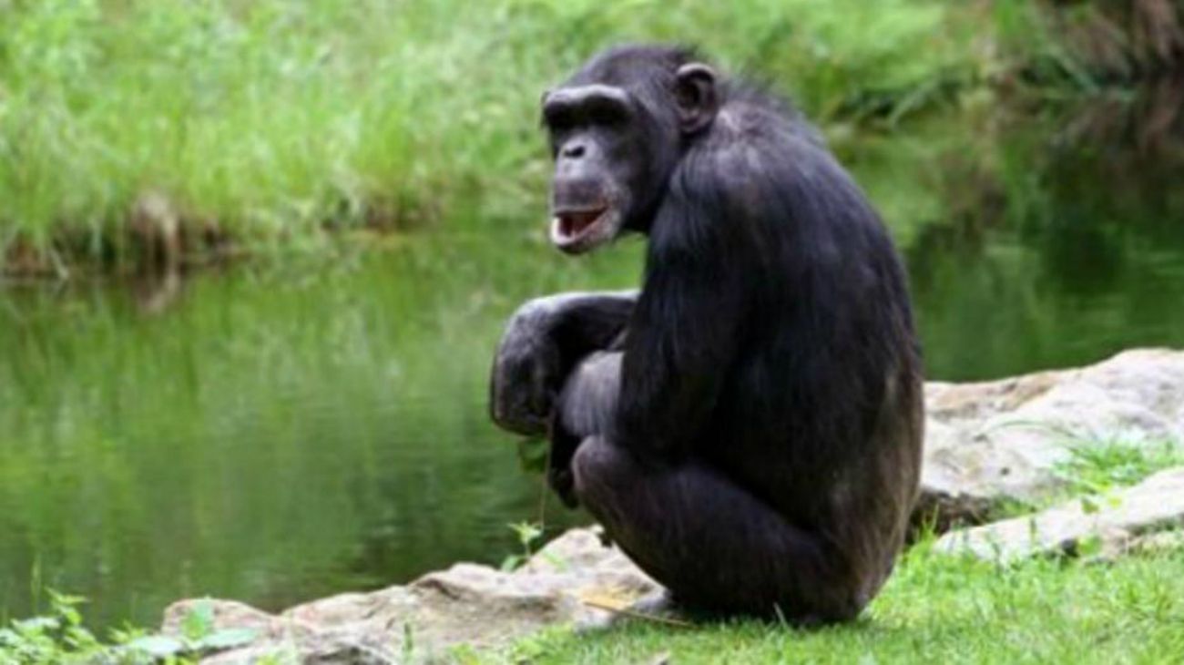 Este chimpancé lava la ropa de su cuidador con tanto esmero que se convirtió en viral