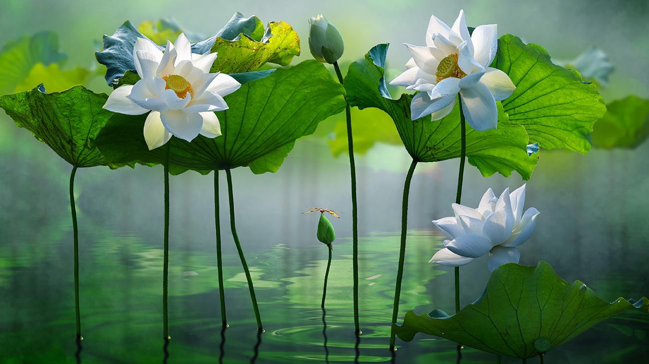 Flores e insectos inspiran a los diseñadores de prótesis médicas