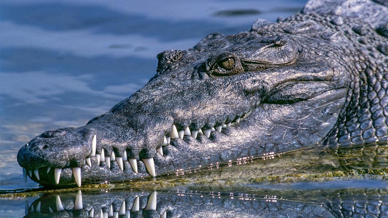 Un niño fue devorado por un cocodrilo mientras pescaba con su padre