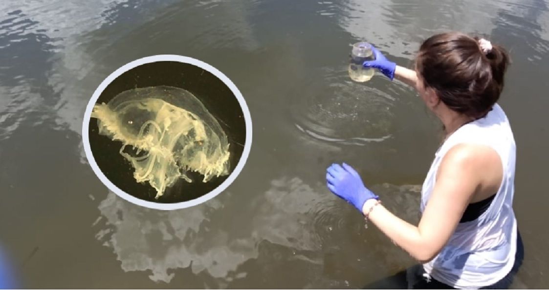 Preocupante: detectan la presencia de medusas en dos arroyos de Misiones