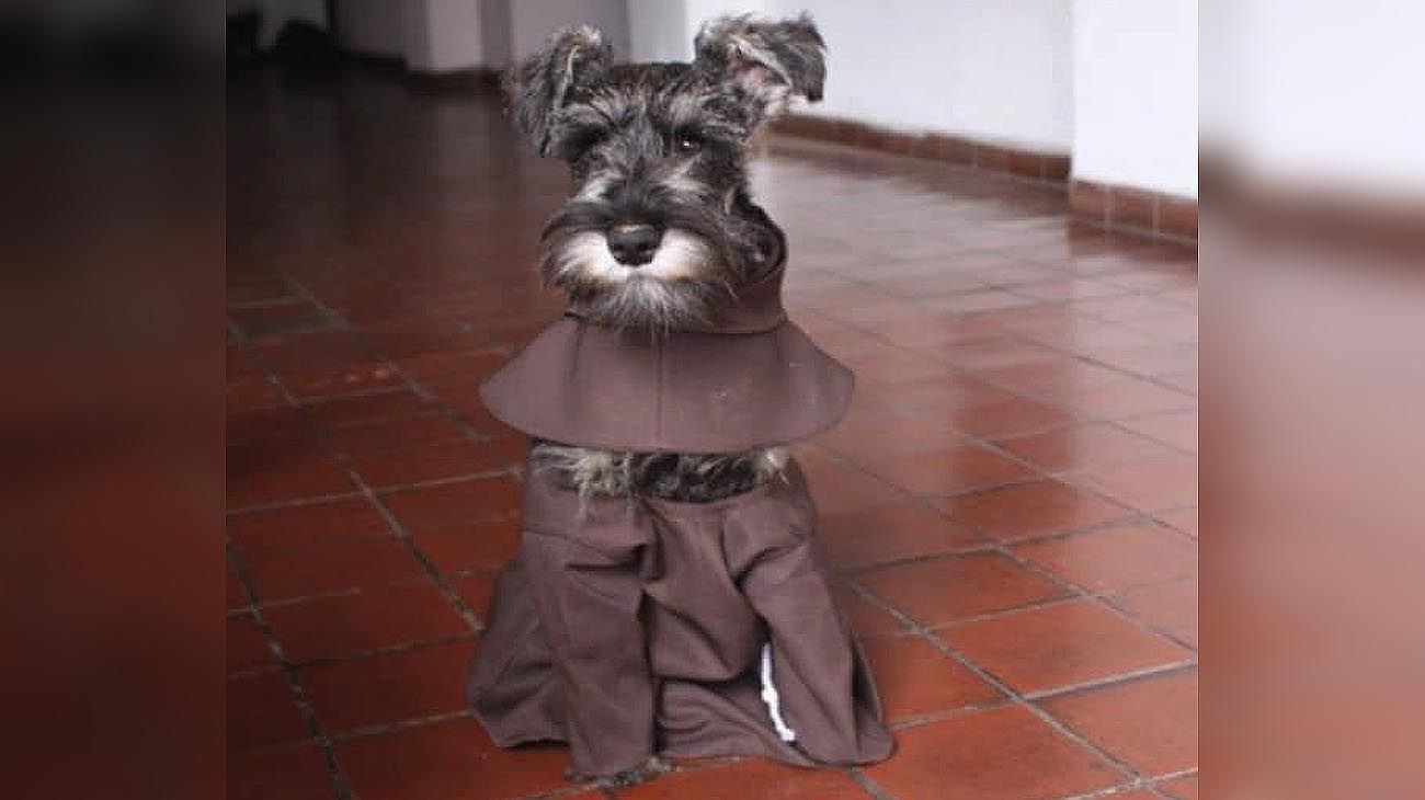 "Fray Bigotón": la reaparición del perro que fue viral