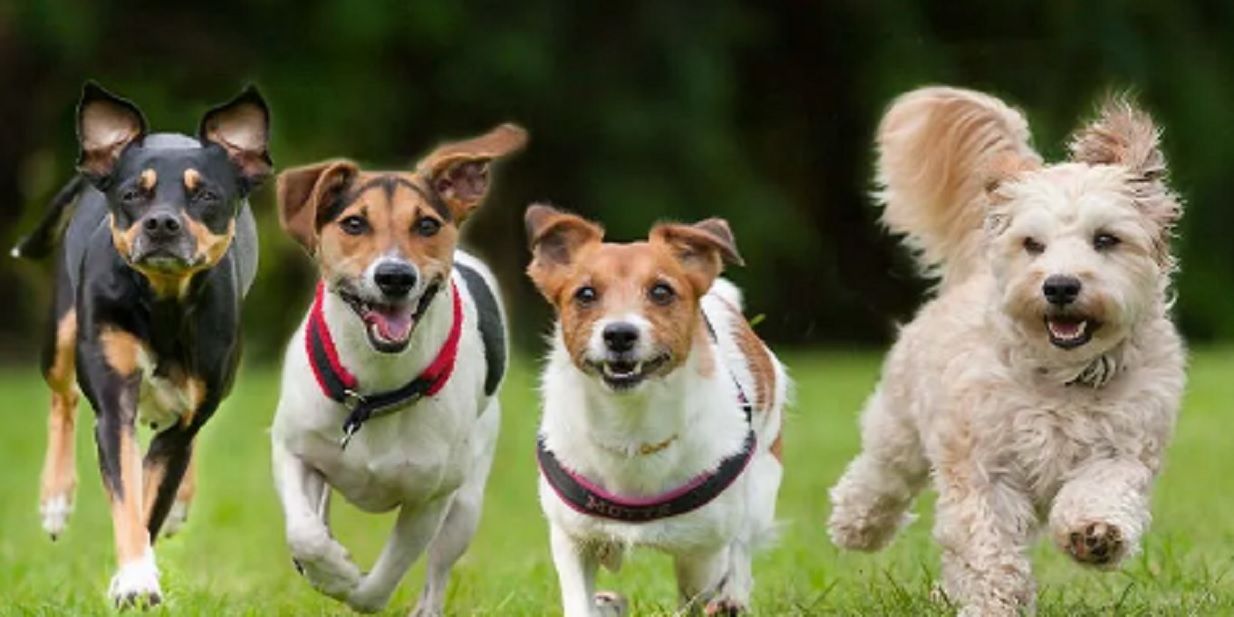 Las 5 razas de perro a evitar por sus problemas de salud y cuidado, explicadas por un veterinario