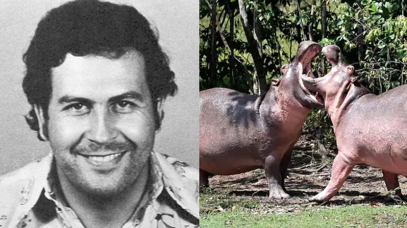 Los "hipopótamos de la cocaína" de Pablo Escobar, una especie que crece descontroladamente
