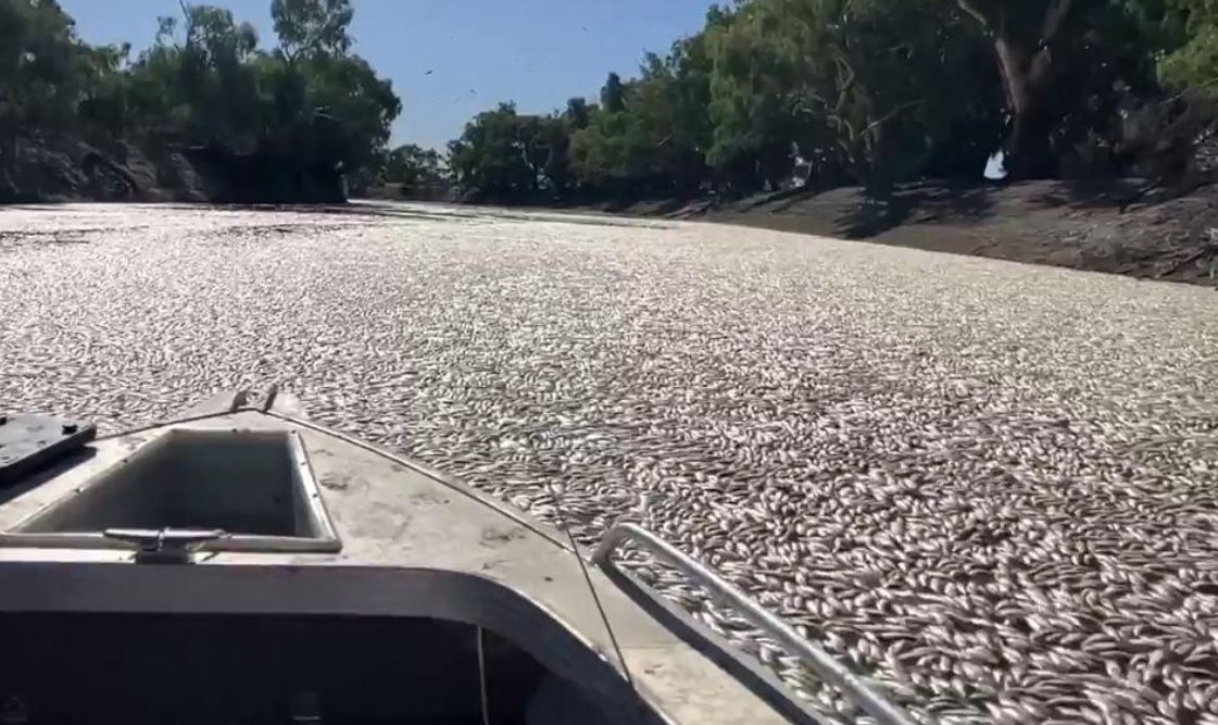 Un mar de peces muertos bloquea a un río australiano