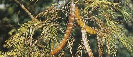 Conozca las plantas que tienen efectos alucinógenos