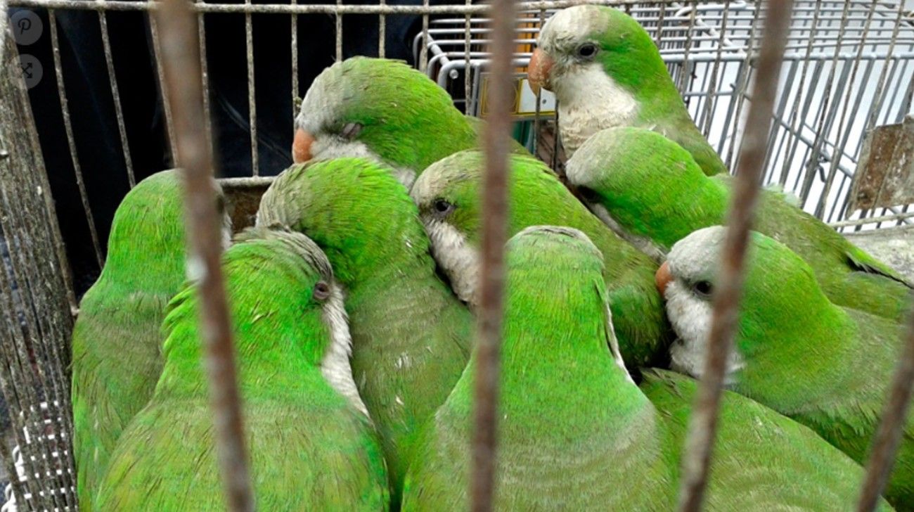 Cuatro personas internadas por psitacosis en Argentina: qué es la "gripe del loro"
