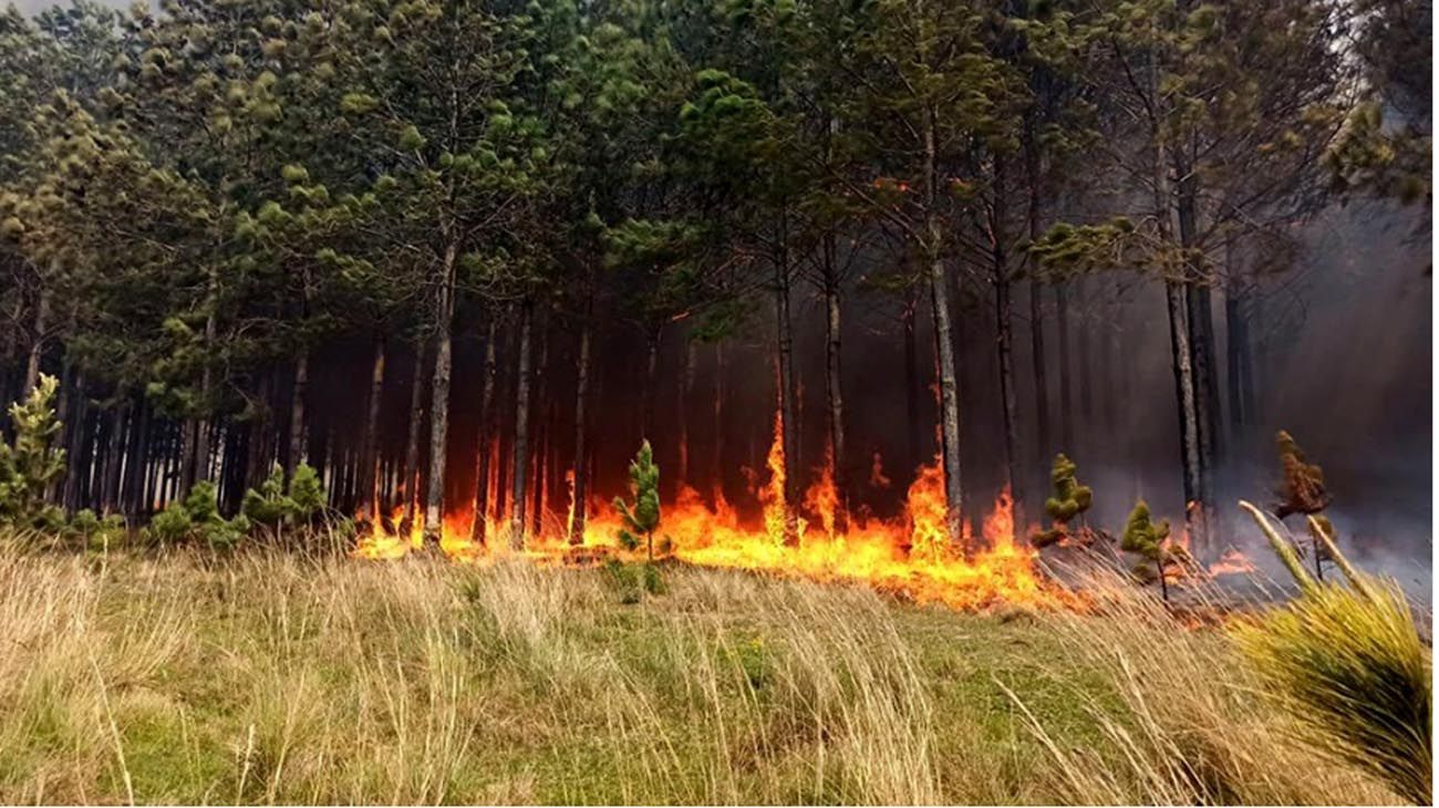 Incendios: "El sol no se tapa con las manos"
