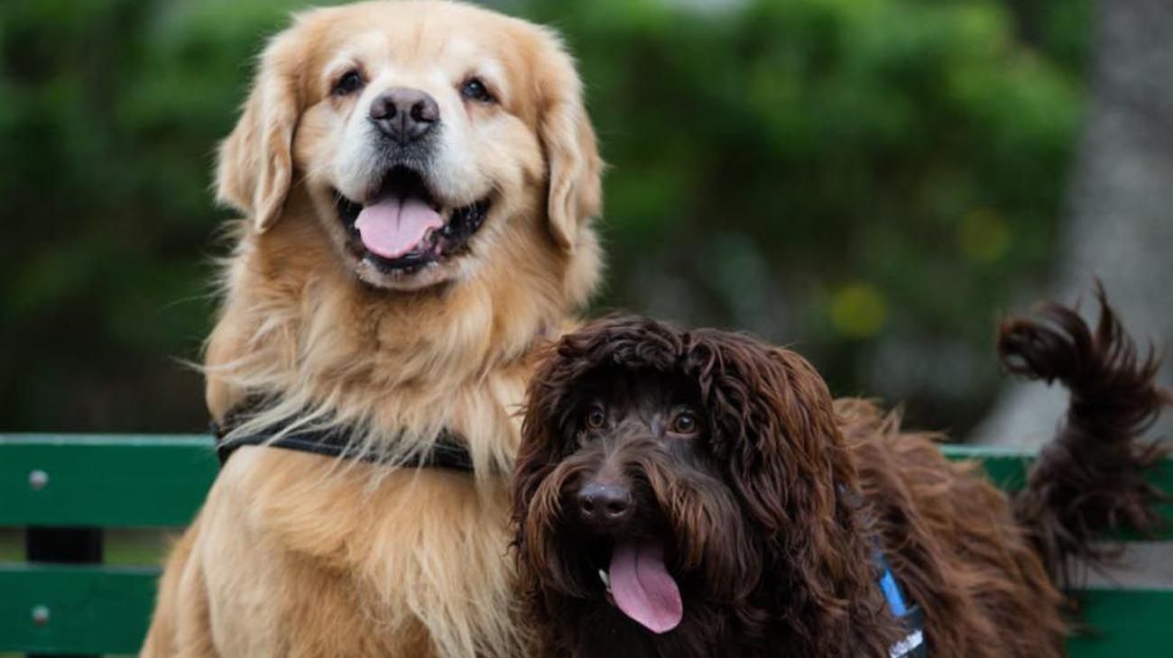 Cuáles son los requisitos para ingresar perros y gatos a la Argentina
