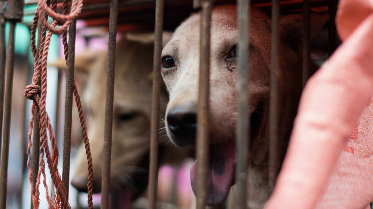 La ciudad china donde surgió el virus SARS prohibió comer perros y gatos