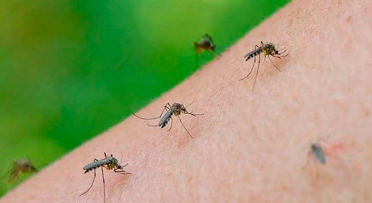 Invasión de mosquitos en Córdoba: causas y cronograma de fumigaciones