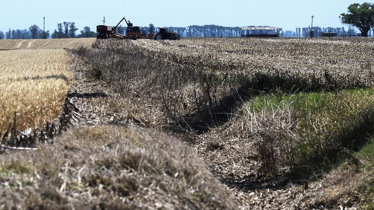 La sequía afecta el 55% del territorio y el trigo es el primer grano en acusar el golpe