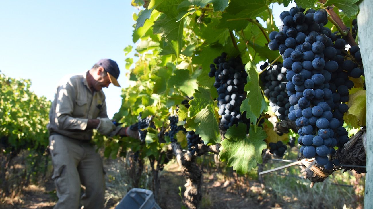 Malbec: la marca argentina que gana mercados en la pandemia