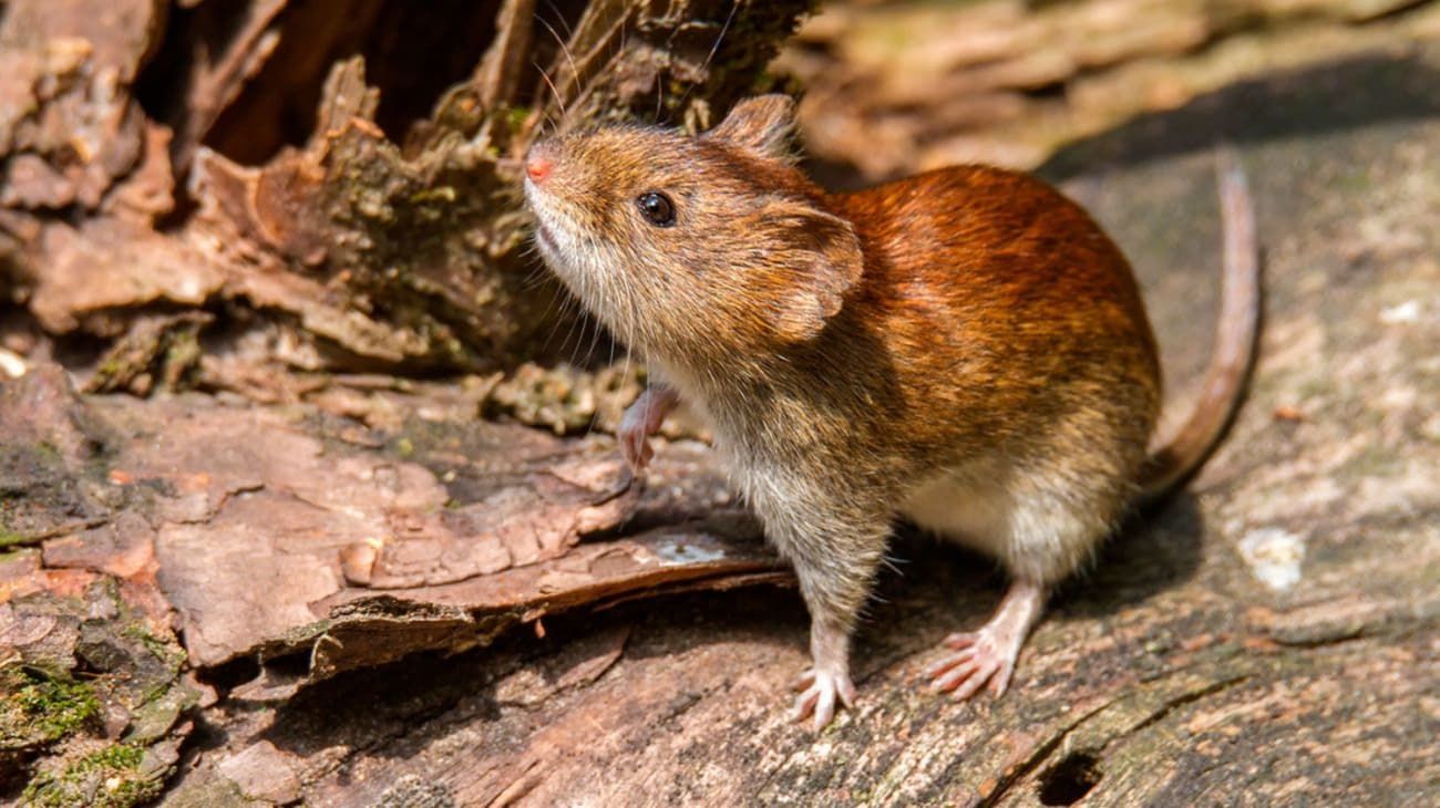 Murió una docente de 45 años por hantavirus en Bariloche