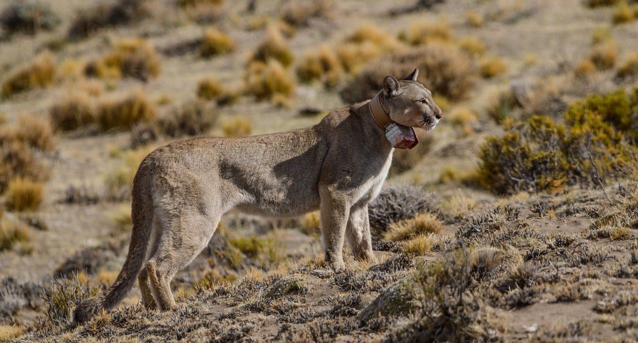 Polémica en Chubut por el pago de la caza de pumas que atacan al ganado