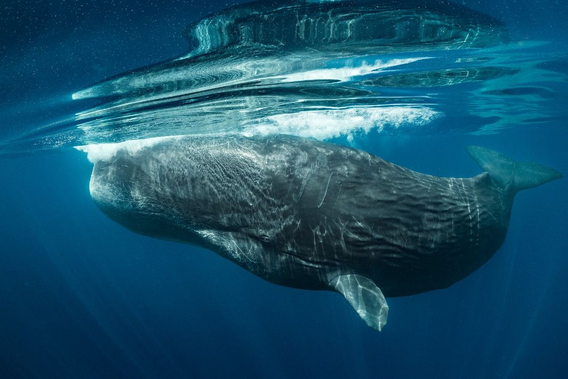 El viaje récord de 27 mil km de una ballena desató el debate por el cambio climático
