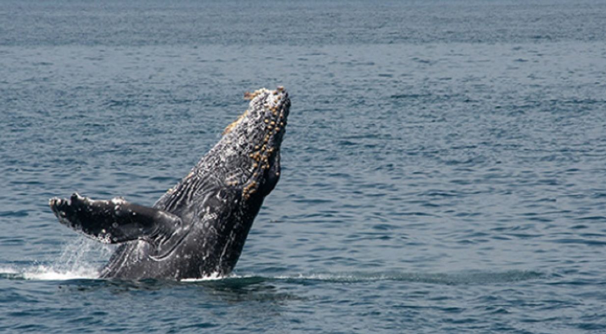 Una ballena jorobada batió el récord de desplazamiento para poder aparearse