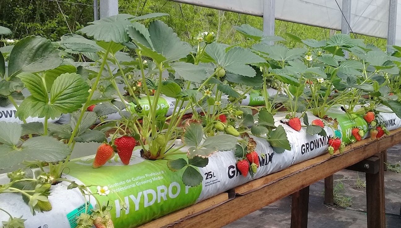 Hidroponía: un sistema de producción de cultivos sin suelo que crece en Argentina