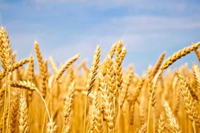 Fuerte caída de las exportaciones de trigo al Sudeste Asiático