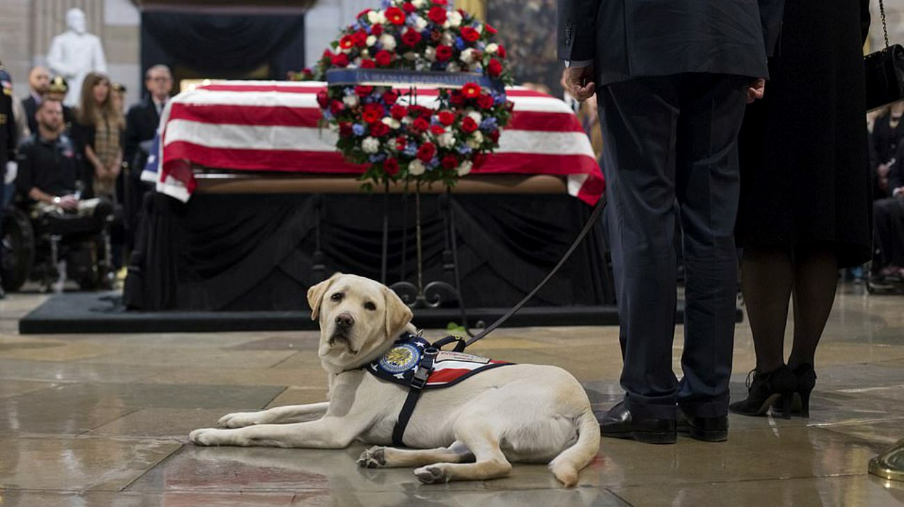 Él es Sully, el perro que emociona a todos en el funeral de George Bush