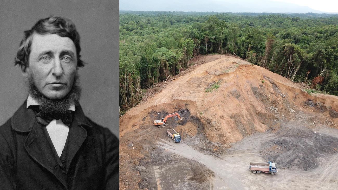 Thoreau y la tragedia de la desforestación