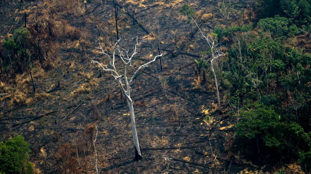 El cuidado de la Amazonia es una responsabilidad global