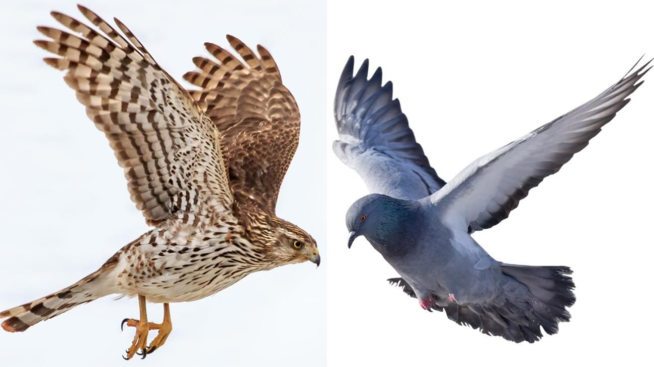 Halcones y palomas siguen agitando alas