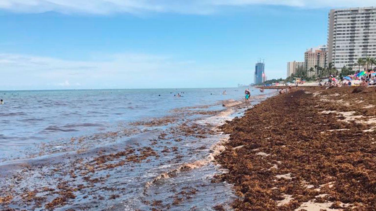 Invasión de algas: las playas de Miami apestan