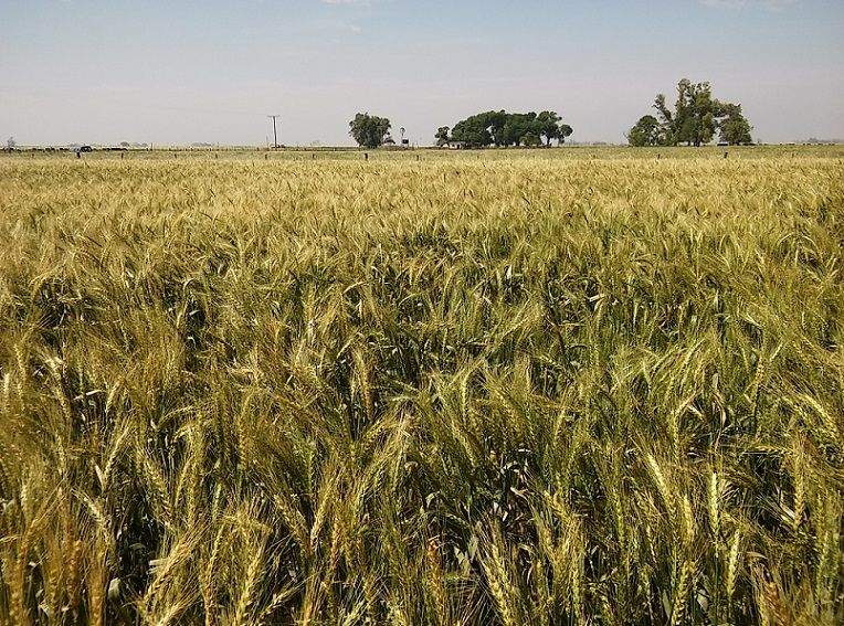 ARBA detectó evasiones en productores rurales por $354 millones