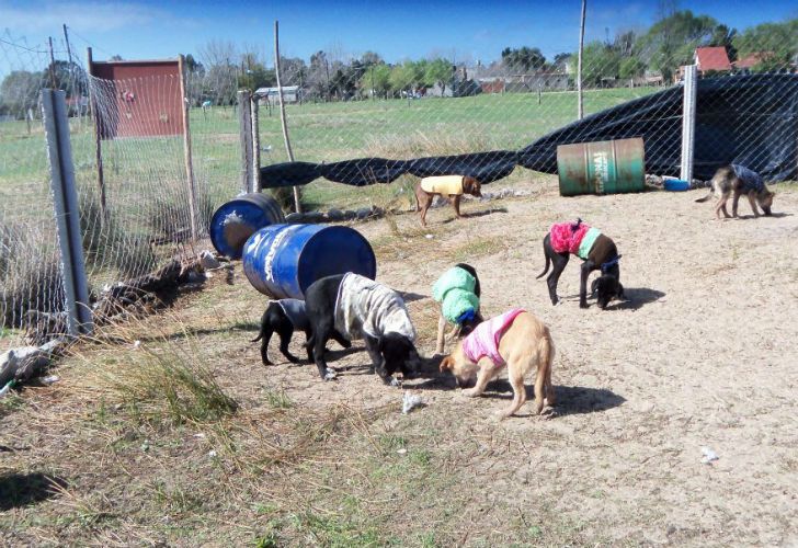 Atacan a mazazos a perros en un refugio
