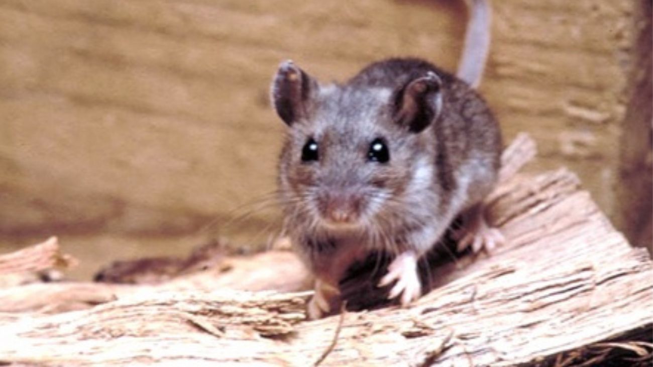 Rebrote del hantavirus: las claves para entender un virus que podría ser letal