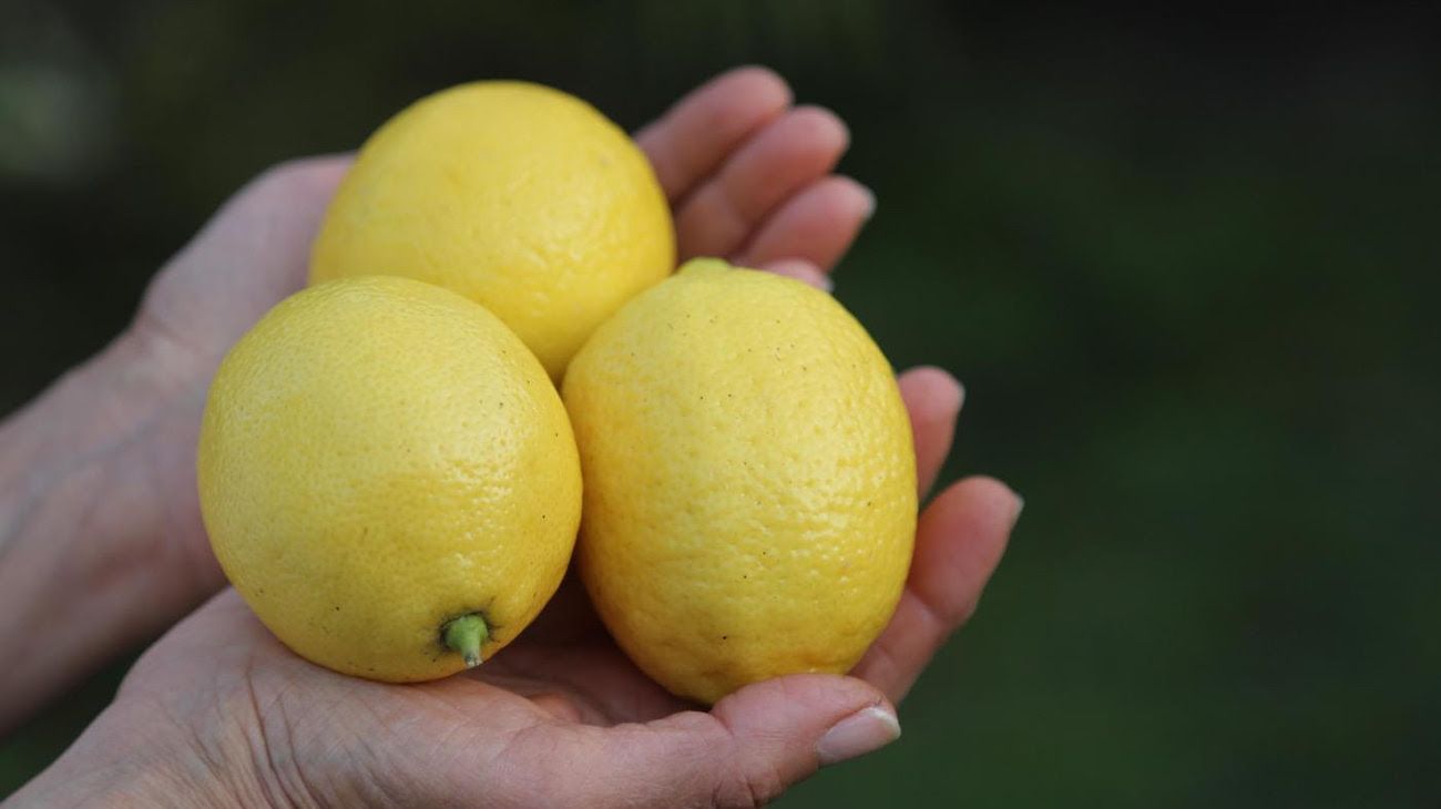 Día Mundial del Limón: una agroindustria que tiene a la Argentina como líder