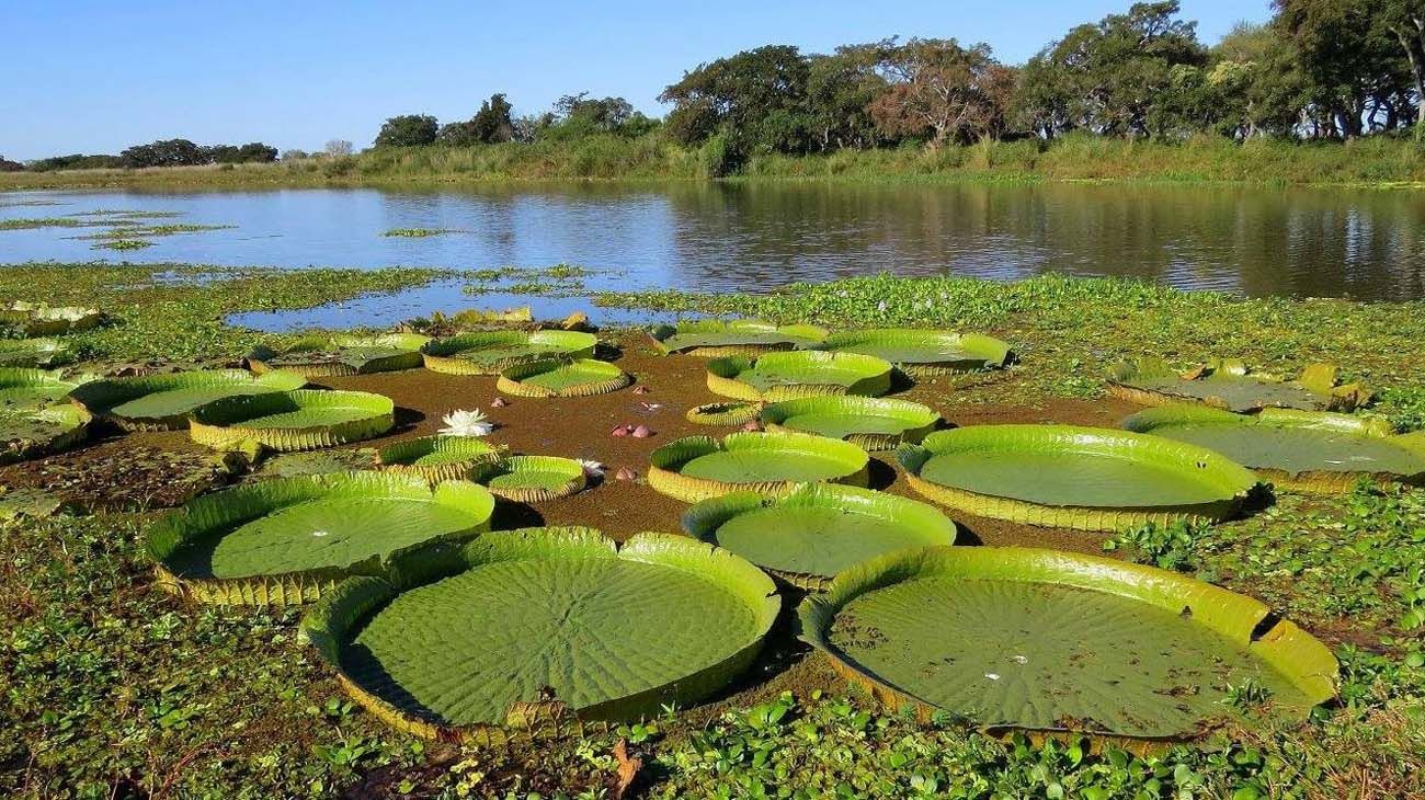 Misiones, una nueva esperanza para concretar la Ley de Humedales