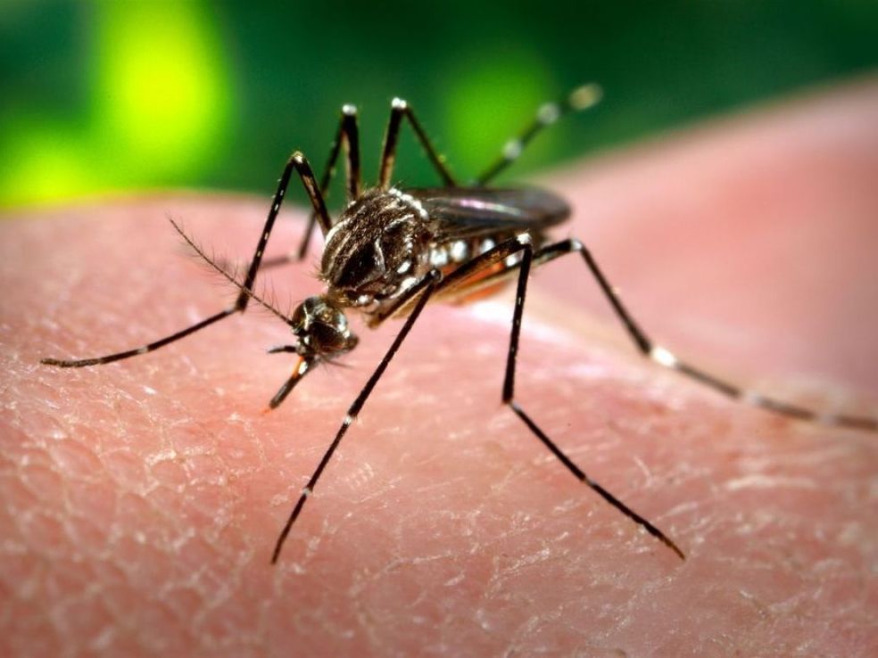 Malaria: cómo es la situación en Argentina