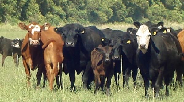 Crece y preocupan los robos de ganado en los campos de Corrientes