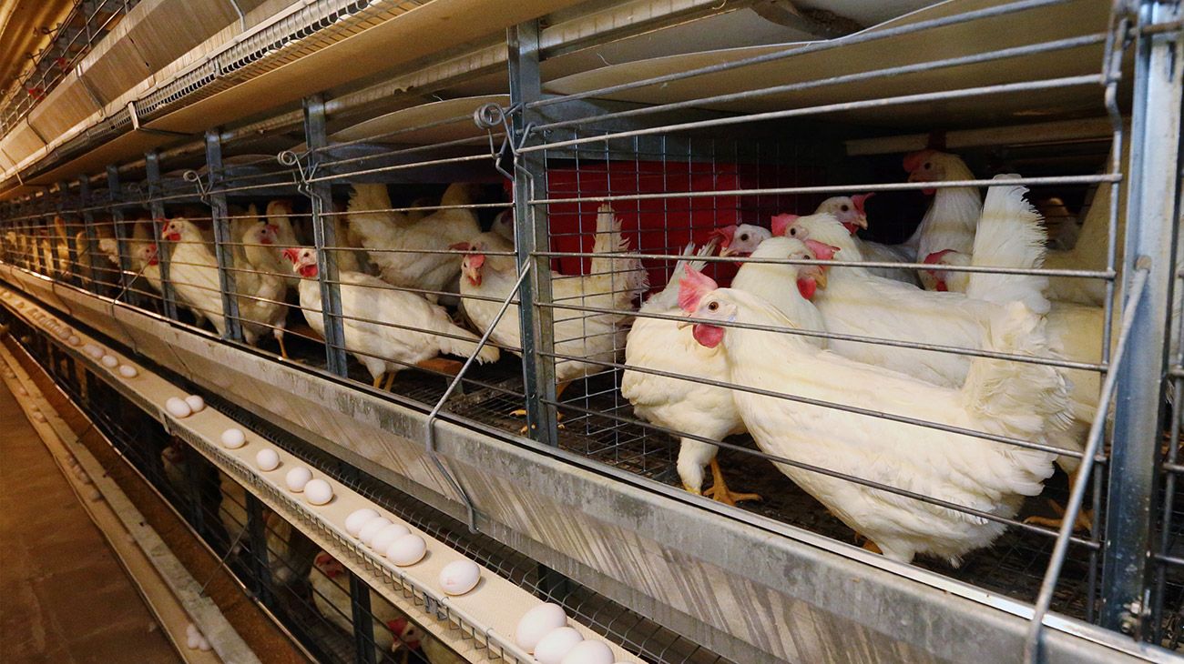 Una prohibición saudita golpea a exportadores de pollo en Brasil