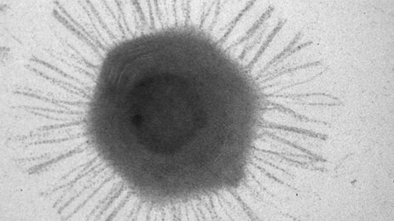 Increíble hallazgo de virus gigantes en el lugar más profundo de la Tierra