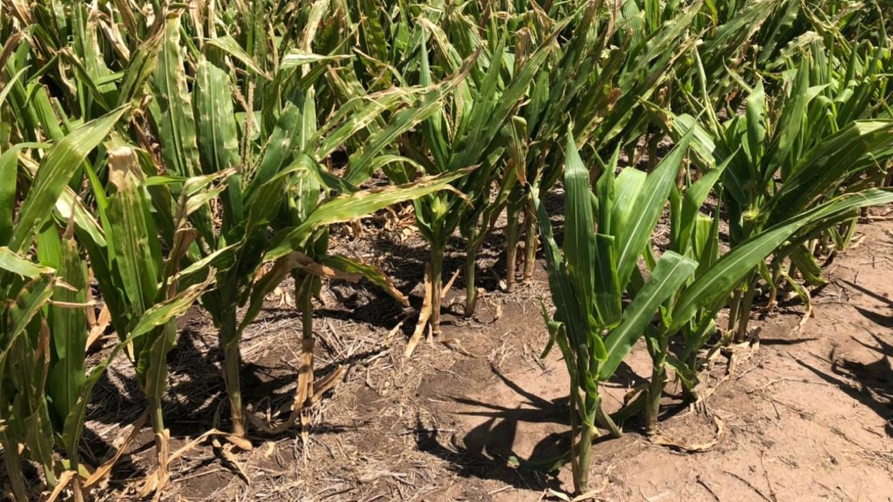 El 78% de los productores tuvo problemas por la sequía en sus campos