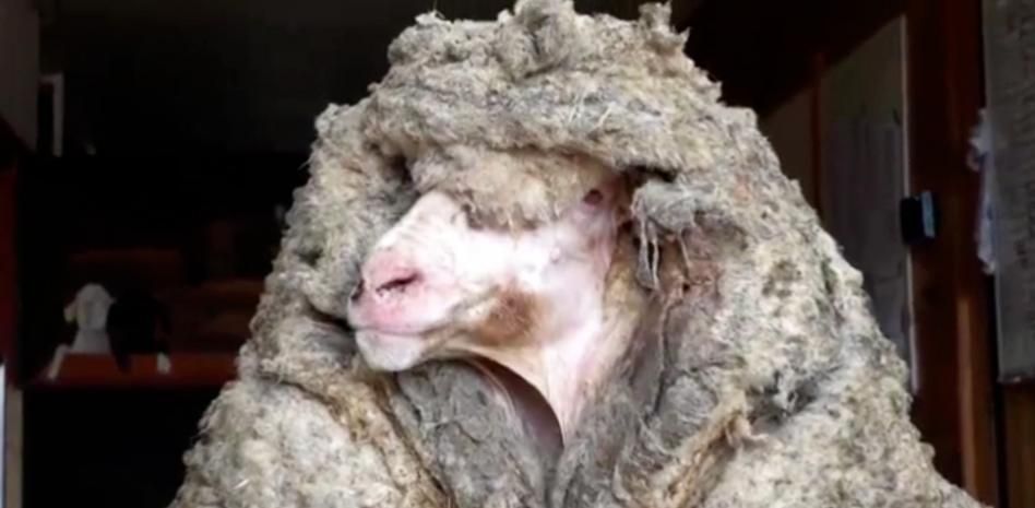 Video: rescataron a una oveja salvaje con 35 kilos de lana