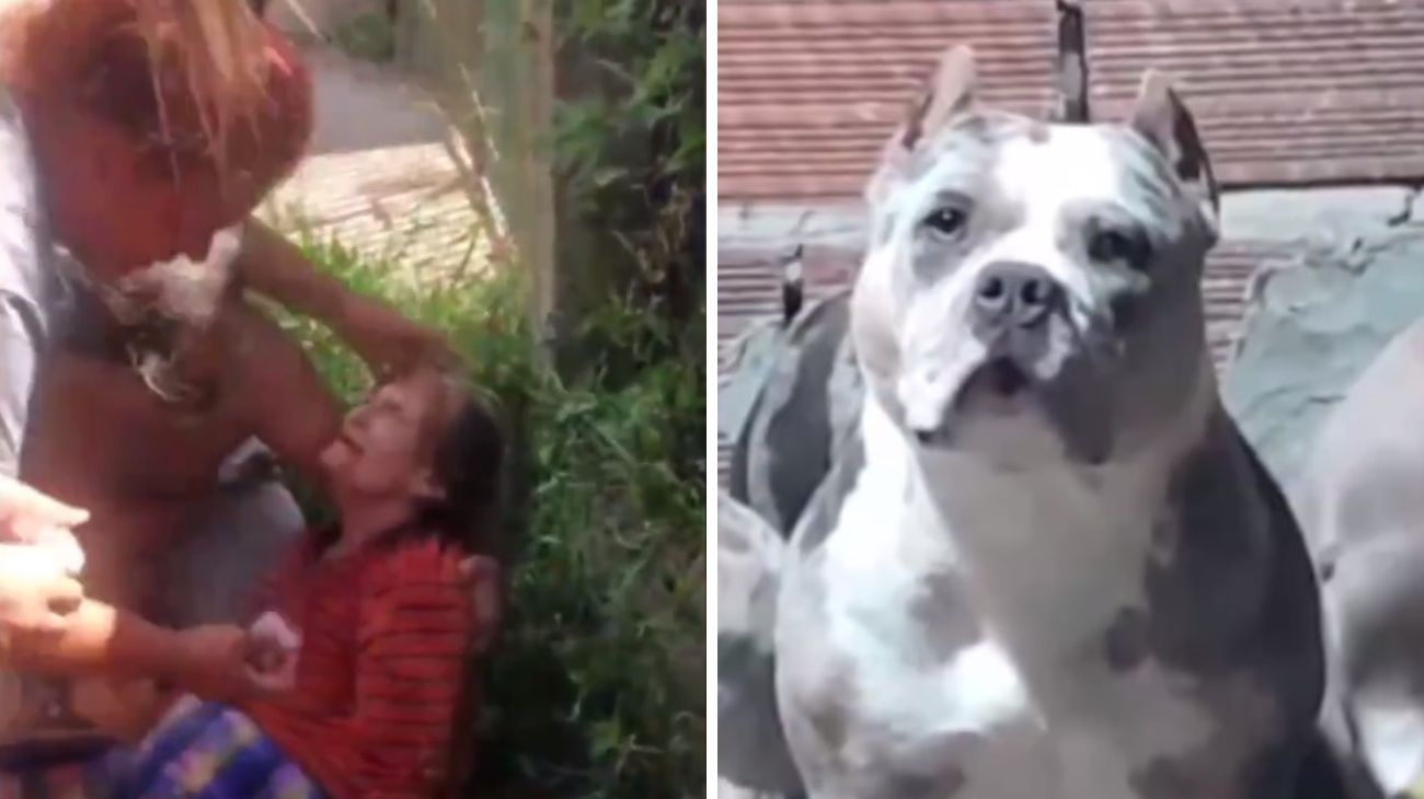 "Pensé que la habían destrozado": una mujer de 77 años fue atacada por cinco pitbulls
