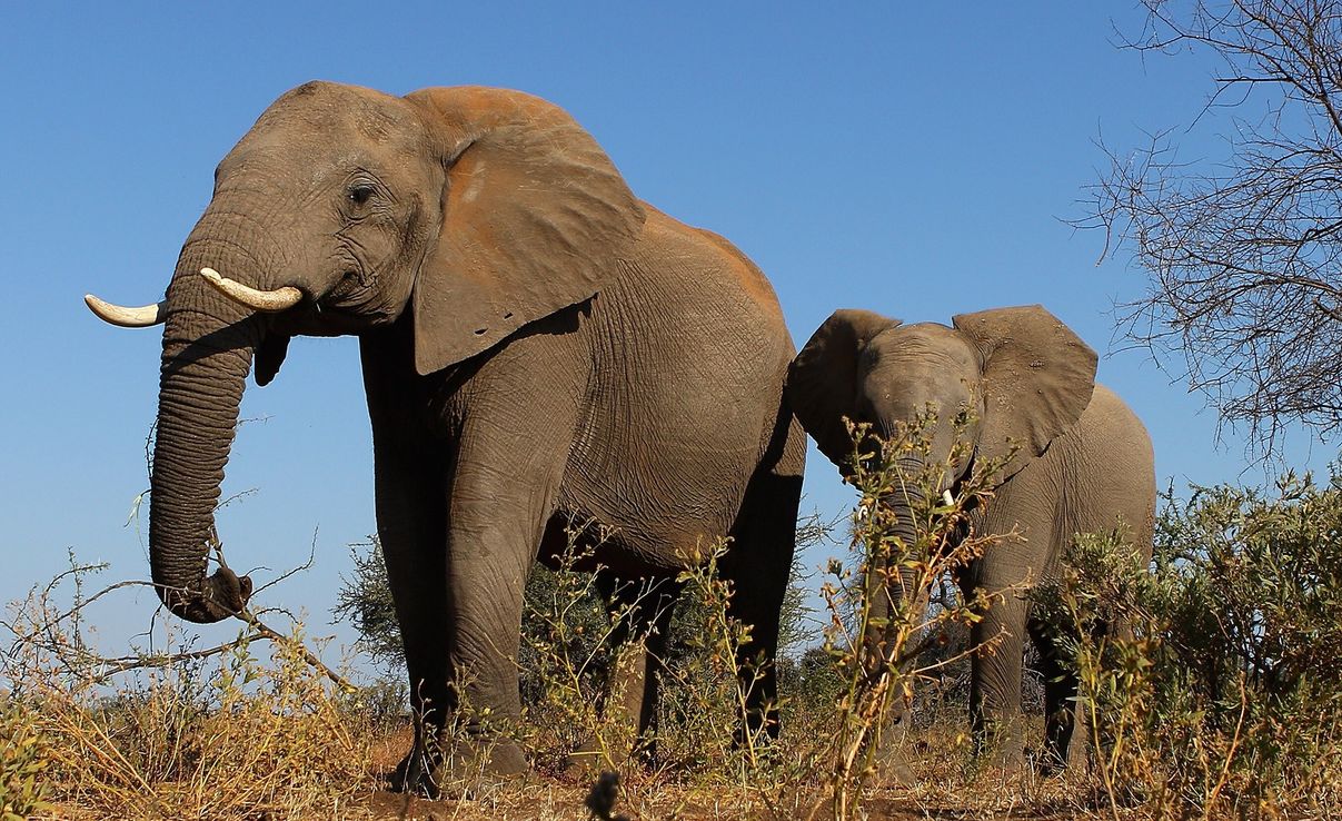 Botswana levantó la prohibición a la caza de elefantes por motivos electorales