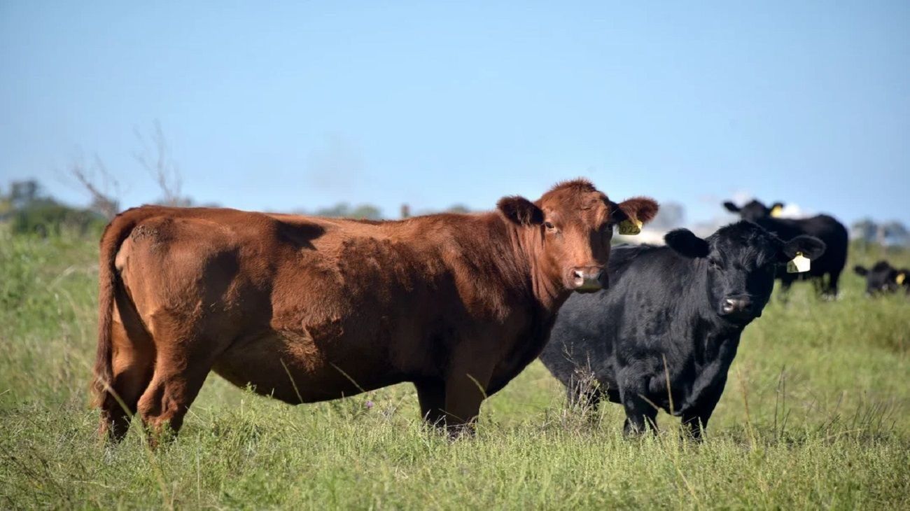 El Gobierno elimina retenciones a carnes bovinas y avícolas hasta octubre de 2025