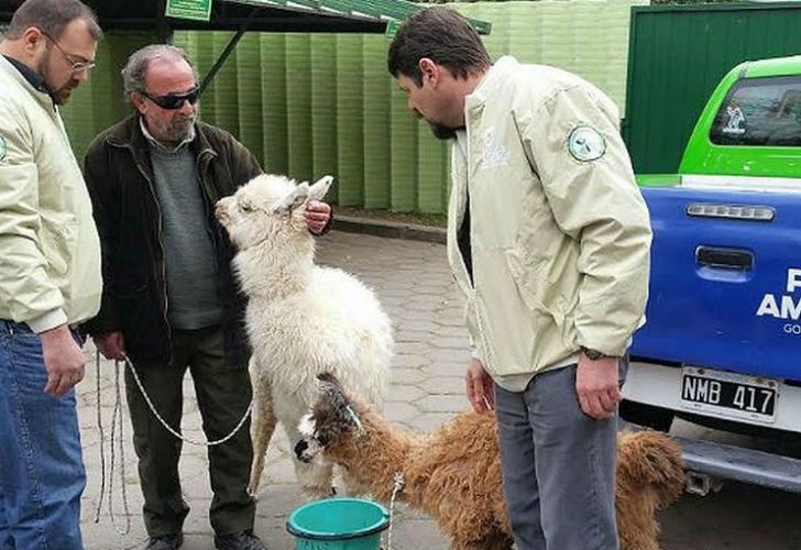 Córdoba | Rescatan a dos llamas atadas en el baúl de un auto