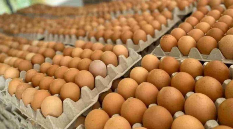 Contrabando de huevos: cuáles son los riesgos que significan para la salud