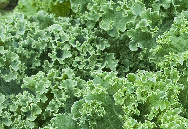 6 cosas que hay que saber sobre el kale, el superalimento de moda